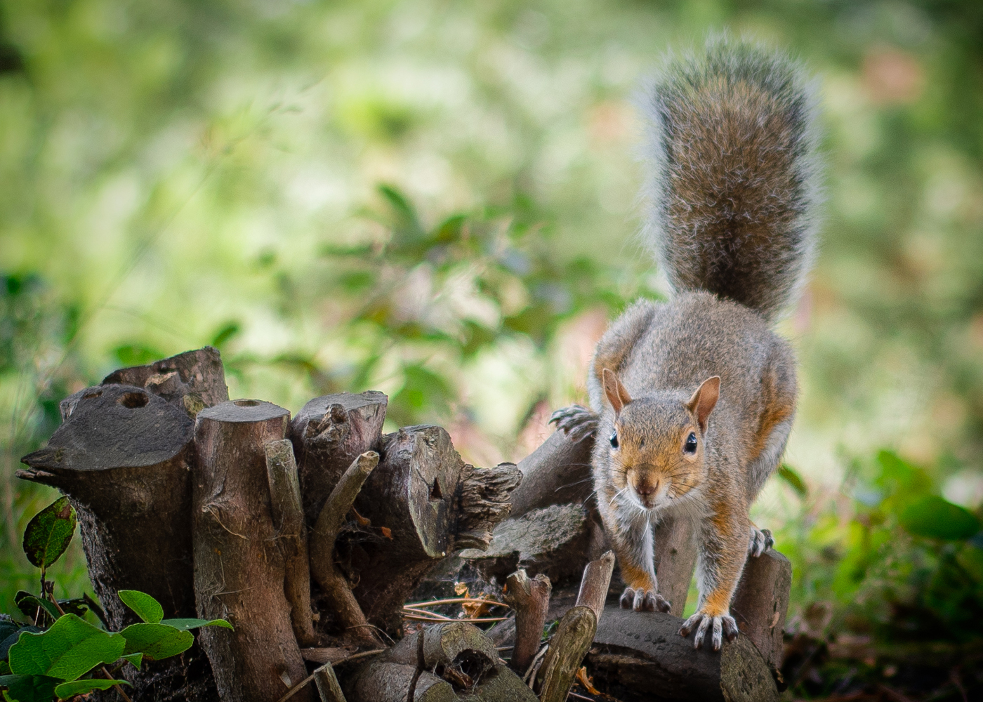 placeholder image-sq