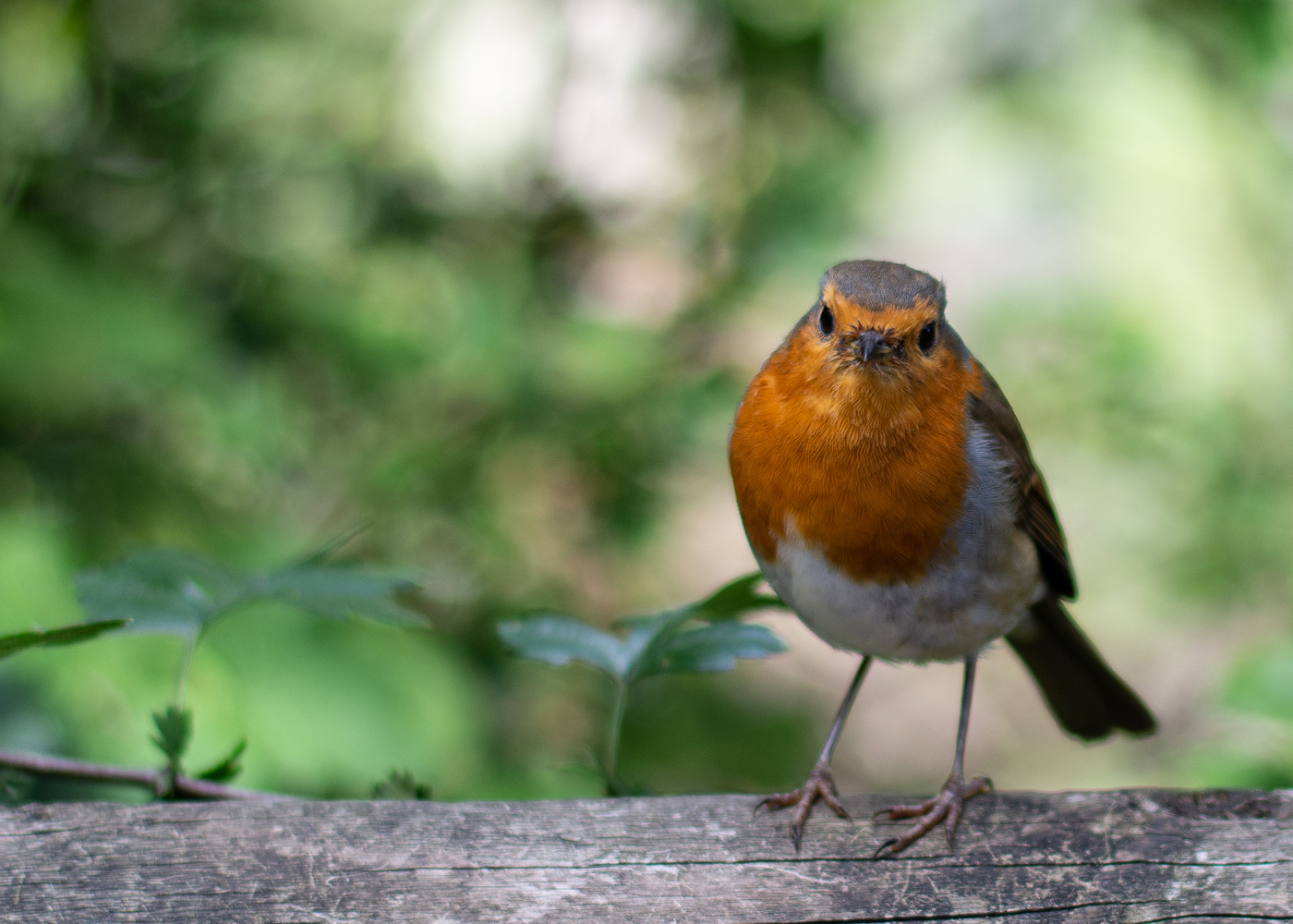 placeholder image-sq