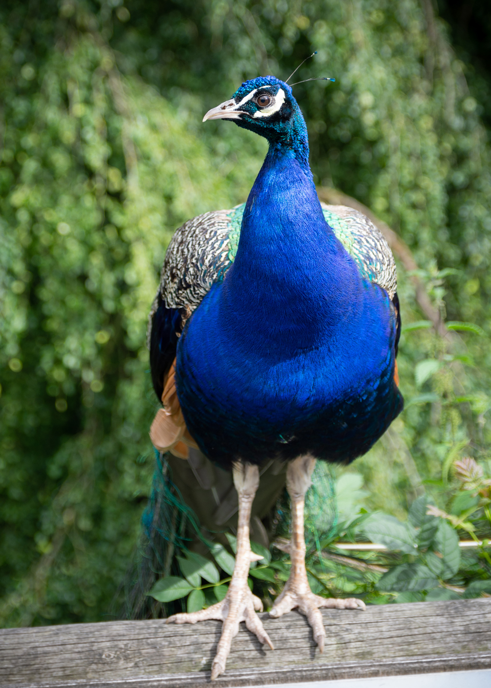 placeholder image-sq