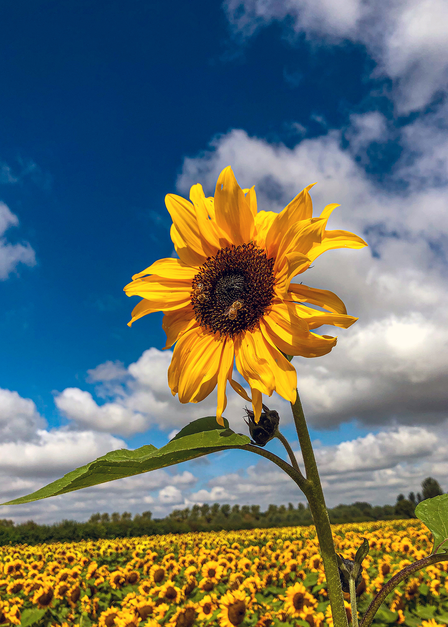 placeholder image-sq