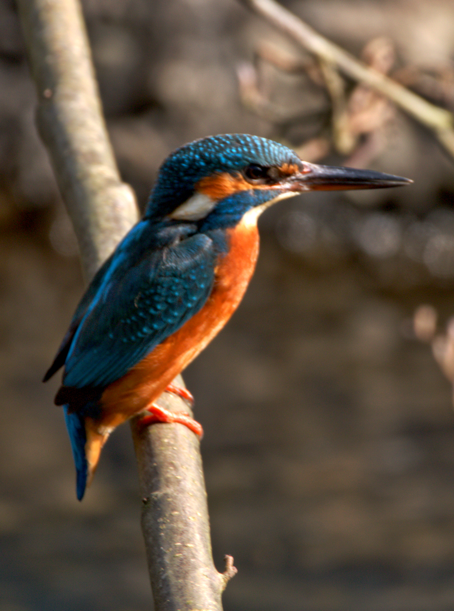 placeholder image-sq