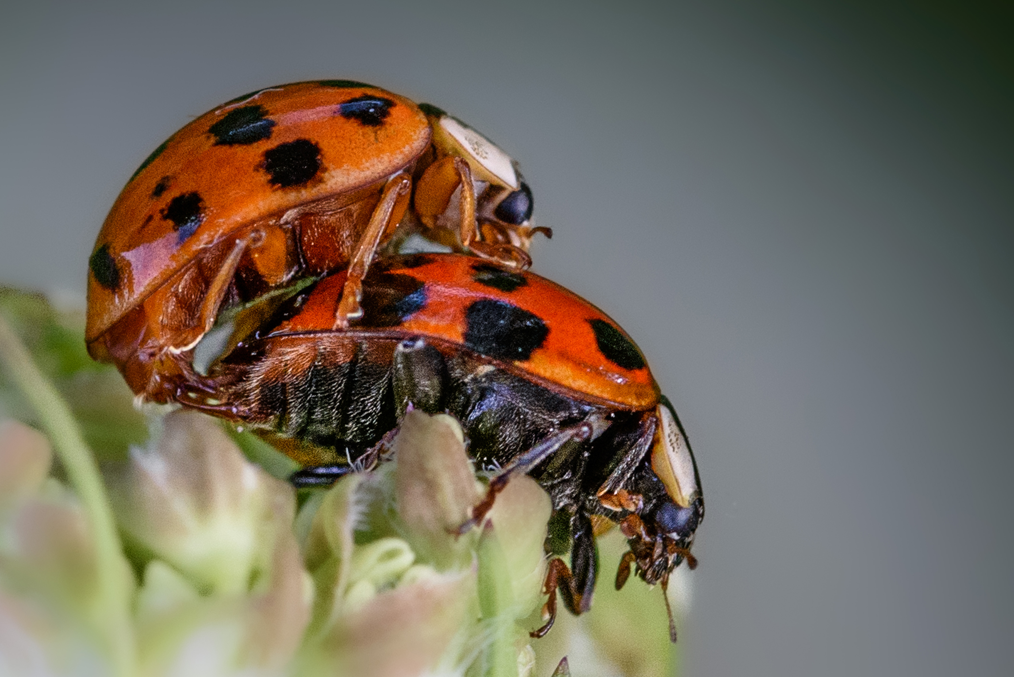 placeholder image-sq