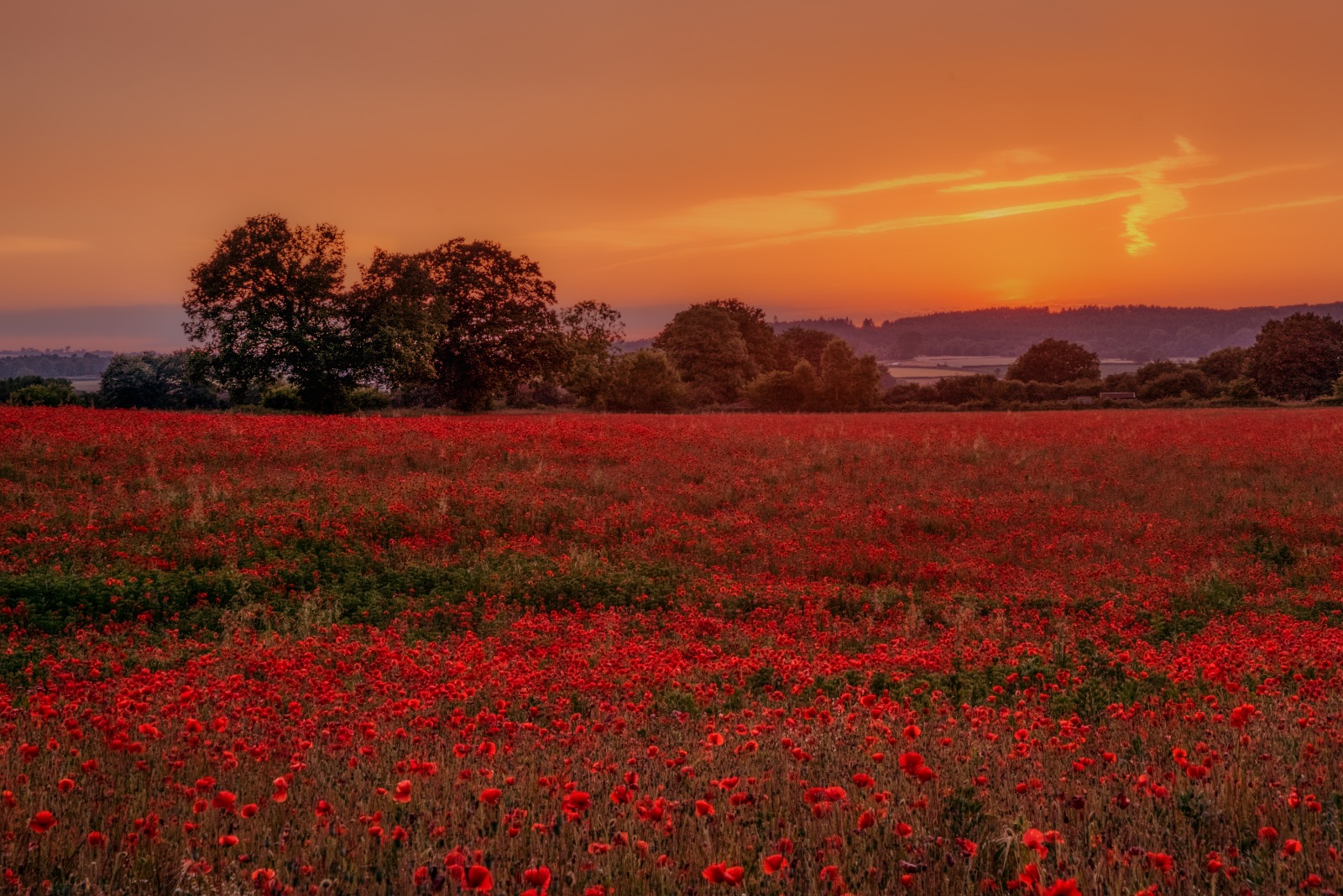 placeholder image-sq